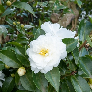 Camellia Dwarf White